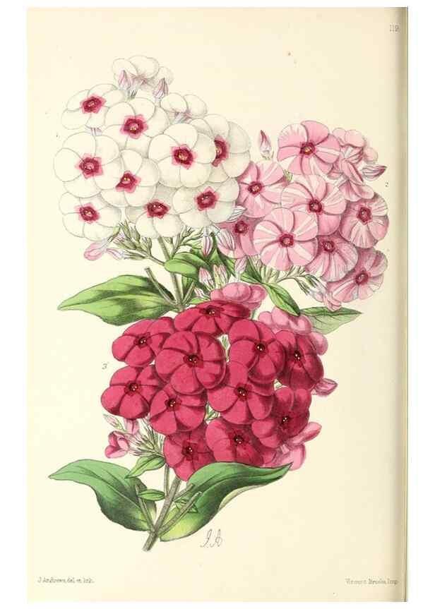 Reproducción/Reproduction 49797470411: The floral magazine;. London,L. Reeve & Co.. 