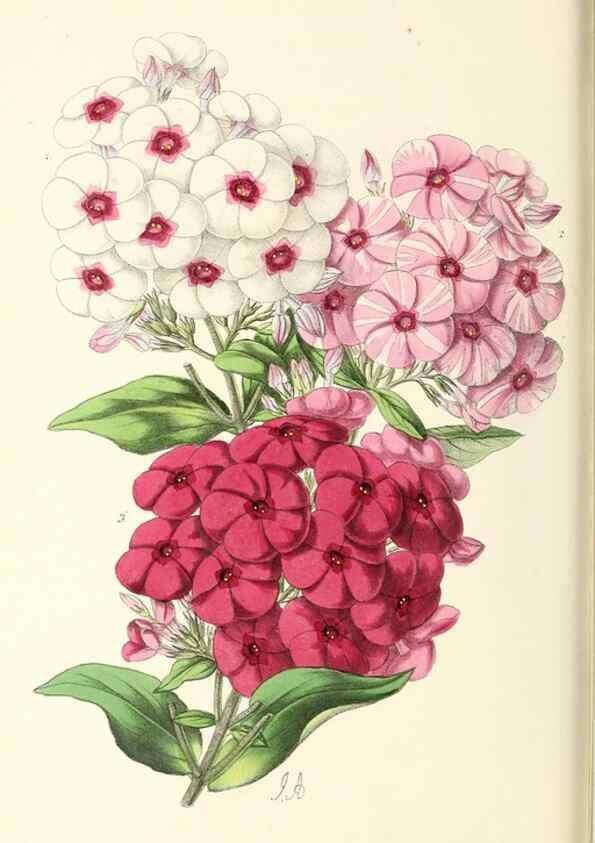 Reproducción/Reproduction 49797470411: The floral magazine;. London,L. Reeve & Co.. 