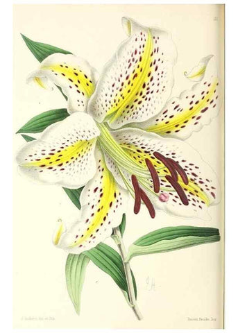 Reproducción/Reproduction 49796926613: The floral magazine;. London,L. Reeve & Co.. 