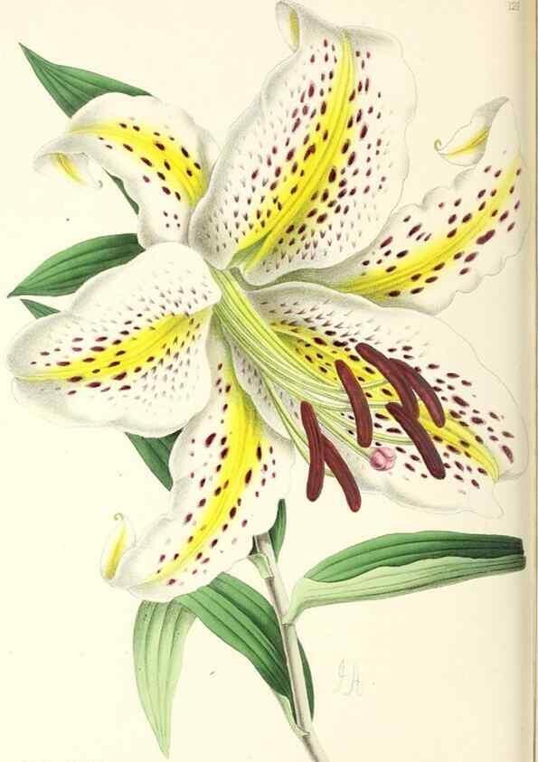 Reproducción/Reproduction 49796926613: The floral magazine;. London,L. Reeve & Co.. 