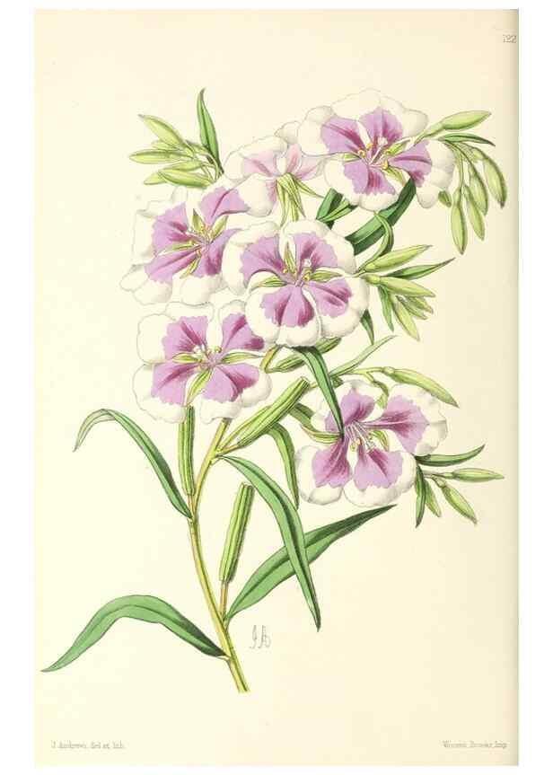 Reproducción/Reproduction 49797471286: The floral magazine;. London,L. Reeve & Co.. 