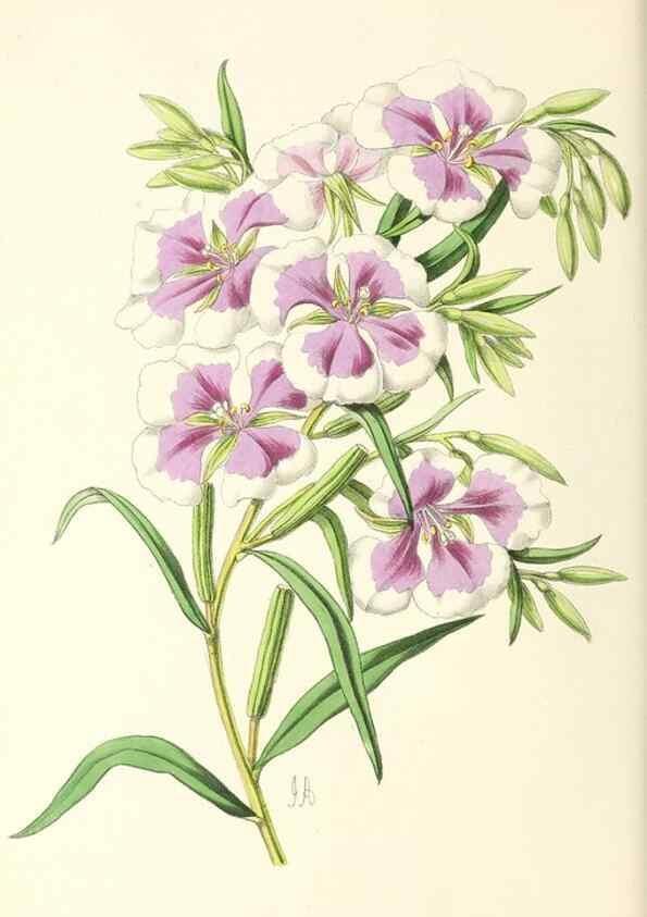 Reproducción/Reproduction 49797471286: The floral magazine;. London,L. Reeve & Co.. 