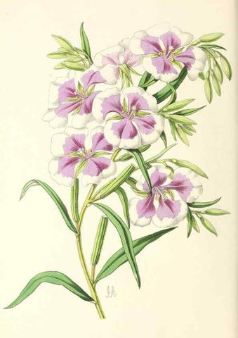 Reproducción/Reproduction 49797471286: The floral magazine;. London,L. Reeve & Co.. 