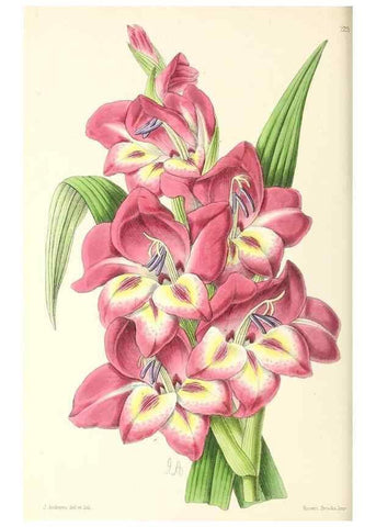 Reproducción/Reproduction 49796927448: The floral magazine;. London,L. Reeve & Co.. 