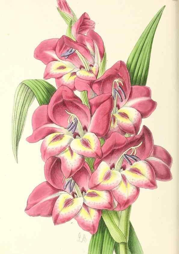 Reproducción/Reproduction 49796927448: The floral magazine;. London,L. Reeve & Co.. 