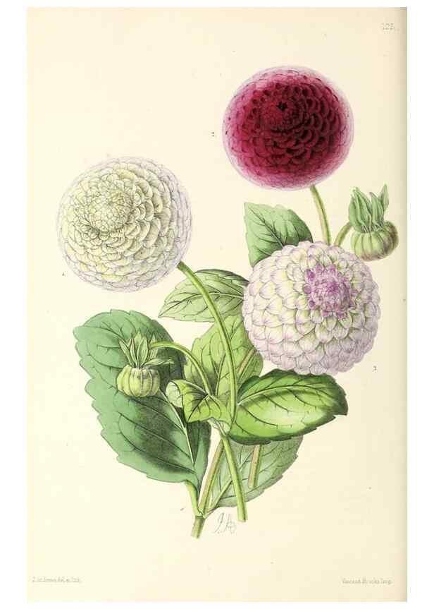 Reproducción/Reproduction 49797472276: The floral magazine;. London,L. Reeve & Co.. 