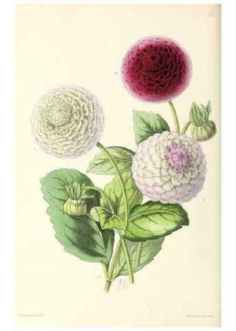Reproducción/Reproduction 49797472276: The floral magazine;. London,L. Reeve & Co.. 