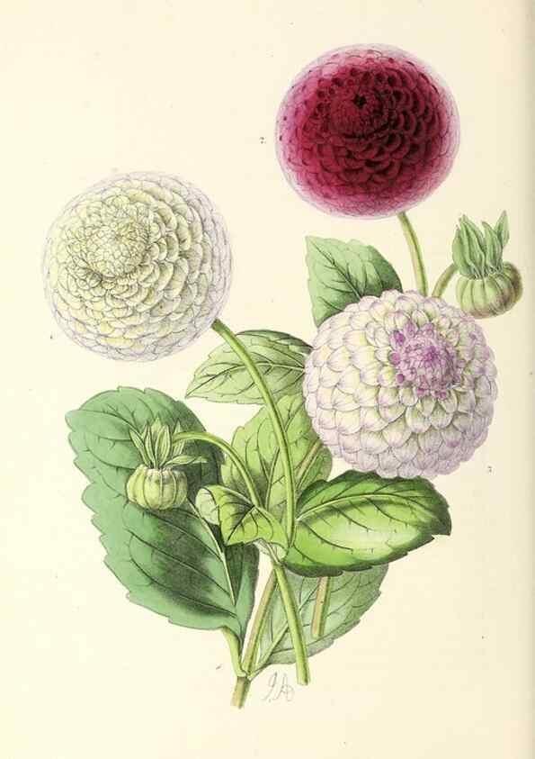 Reproducción/Reproduction 49797472276: The floral magazine;. London,L. Reeve & Co.. 