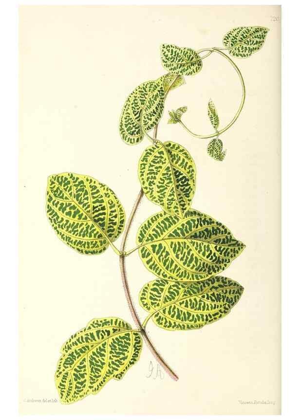 Reproducción/Reproduction 49797472586: The floral magazine;. London,L. Reeve & Co.. 