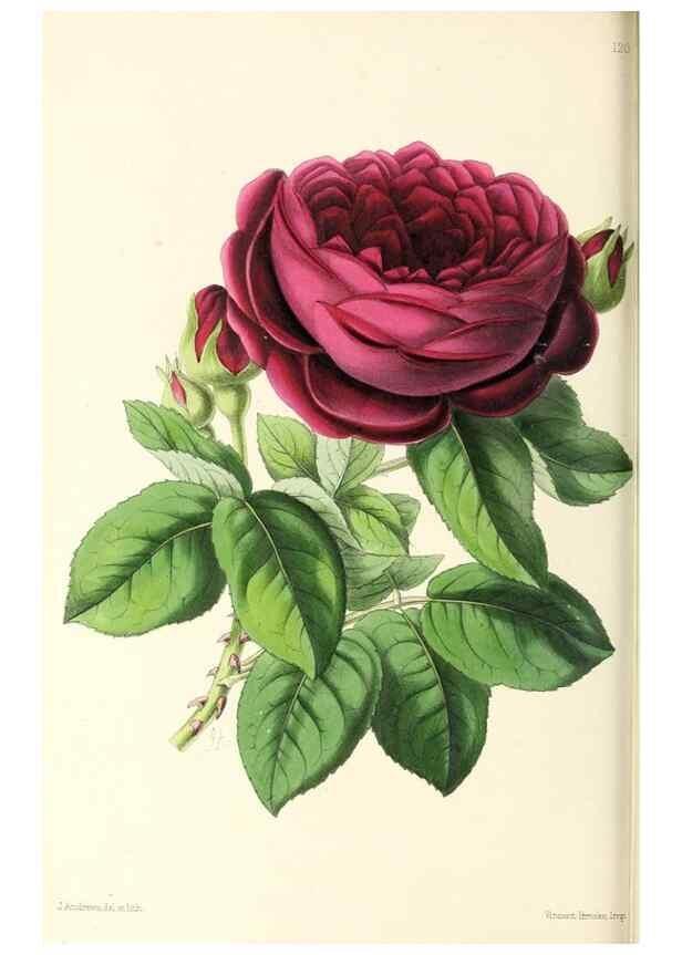 Reproducción/Reproduction 49797780992: The floral magazine;. London,L. Reeve & Co.. 