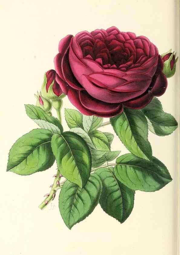 Reproducción/Reproduction 49797780992: The floral magazine;. London,L. Reeve & Co.. 