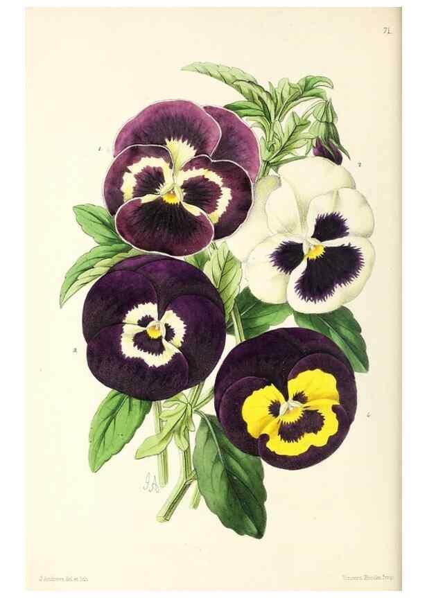 Reproducción/Reproduction 49797454446: The floral magazine;. London,L. Reeve & Co.. 