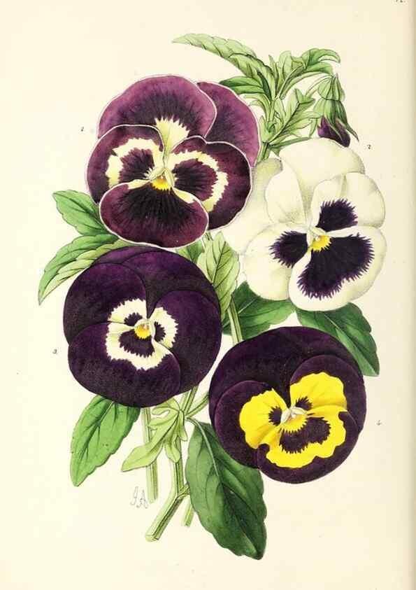 Reproducción/Reproduction 49797454446: The floral magazine;. London,L. Reeve & Co.. 