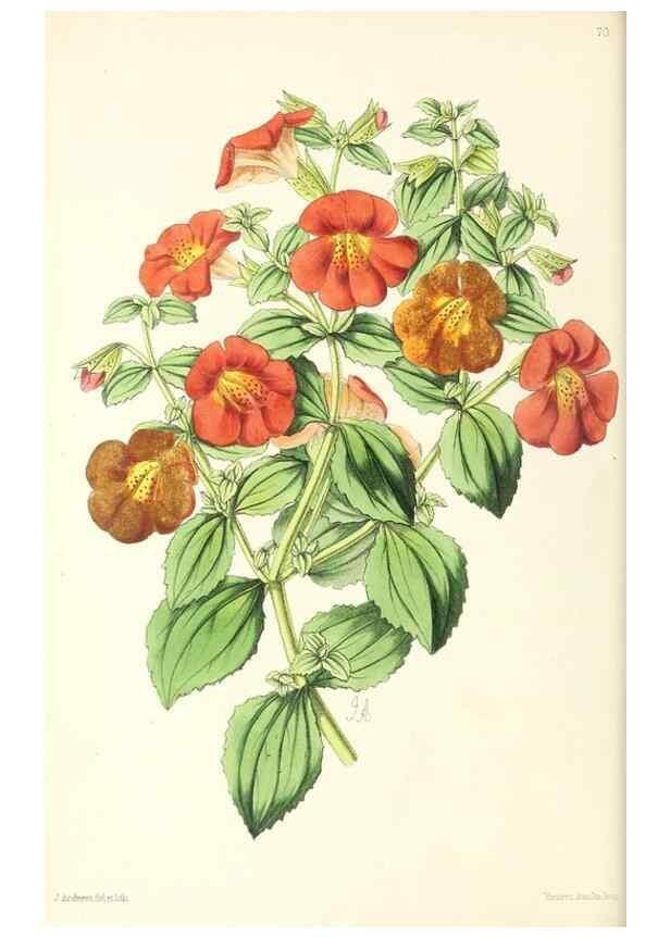 Reproducción/Reproduction 49797454091: The floral magazine;. London,L. Reeve & Co.. 