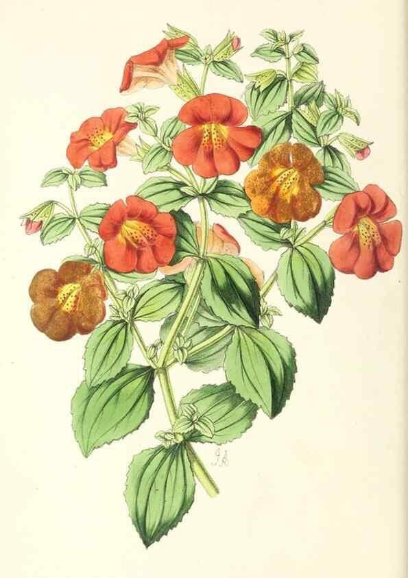 Reproducción/Reproduction 49797454091: The floral magazine;. London,L. Reeve & Co.. 