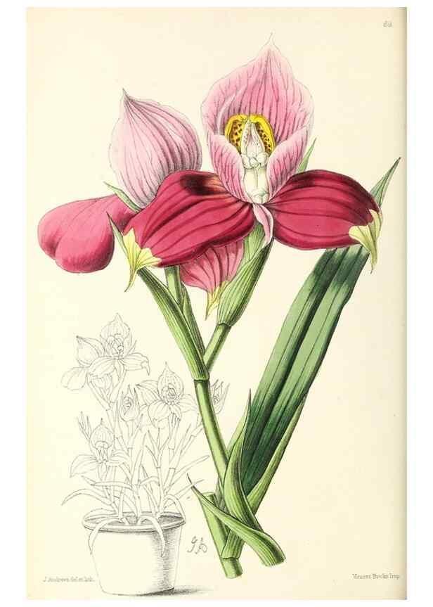 Reproducción/Reproduction 49797453791: The floral magazine;. London,L. Reeve & Co.. 