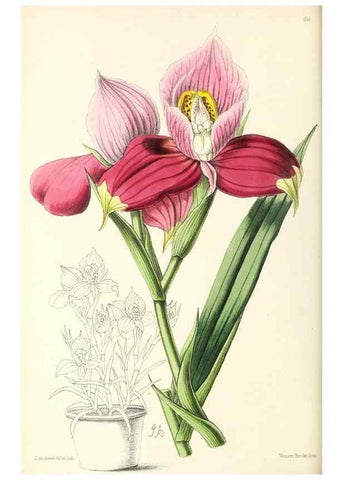 Reproducción/Reproduction 49797453791: The floral magazine;. London,L. Reeve & Co.. 