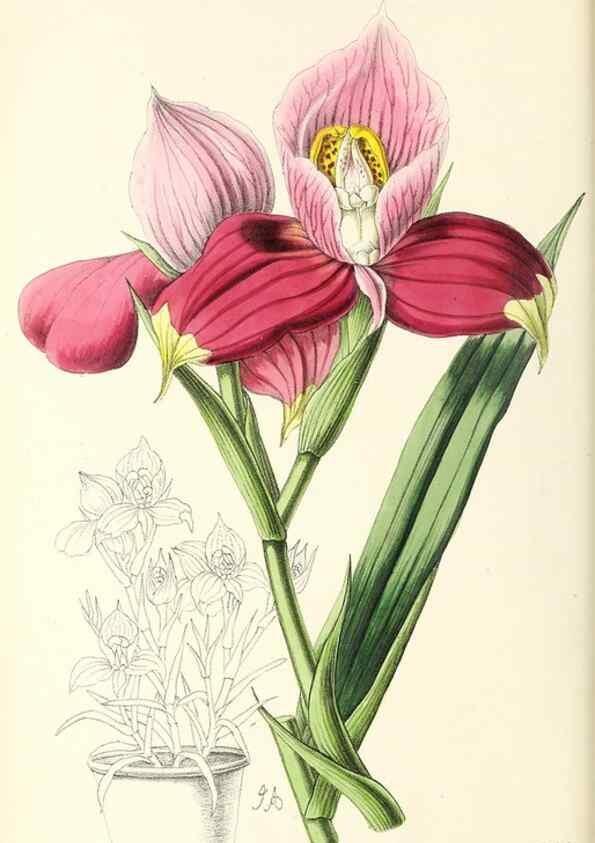 Reproducción/Reproduction 49797453791: The floral magazine;. London,L. Reeve & Co.. 