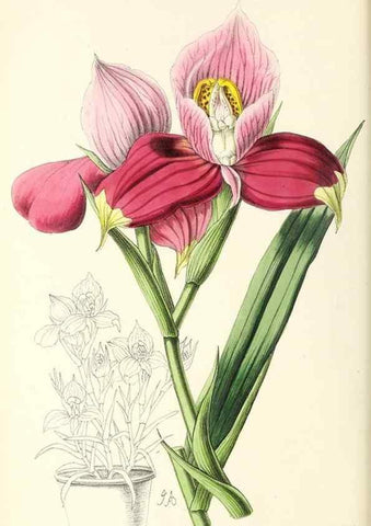 Reproducción/Reproduction 49797453791: The floral magazine;. London,L. Reeve & Co.. 