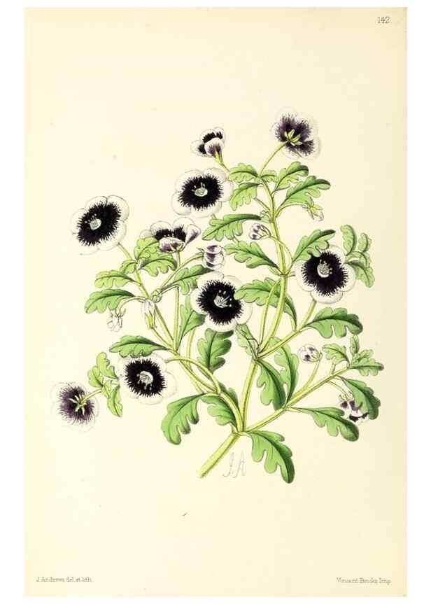 Reproducción/Reproduction 49797657297: The floral magazine;. London,L. Reeve & Co.. 