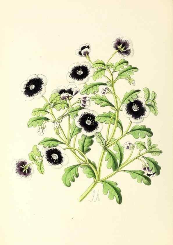 Reproducción/Reproduction 49797657297: The floral magazine;. London,L. Reeve & Co.. 