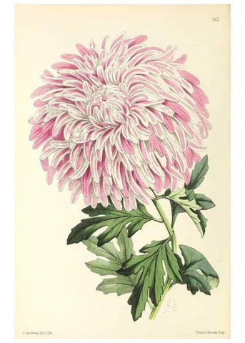 Reproducción/Reproduction 49797347506: The floral magazine;. London,L. Reeve & Co.. 