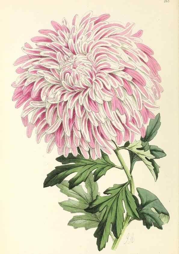 Reproducción/Reproduction 49797347506: The floral magazine;. London,L. Reeve & Co.. 