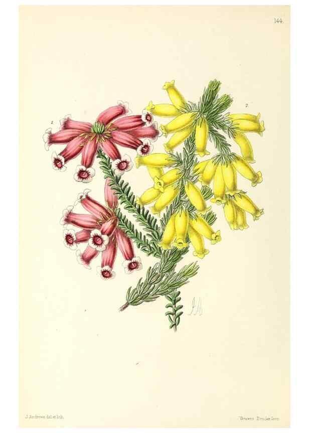 Reproducción/Reproduction 49797657777: The floral magazine;. London,L. Reeve & Co.. 