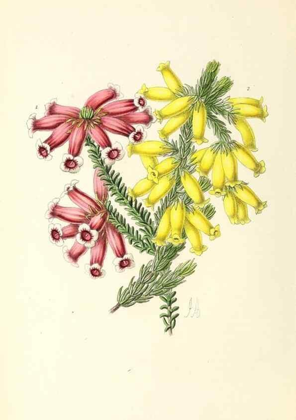 Reproducción/Reproduction 49797657777: The floral magazine;. London,L. Reeve & Co.. 