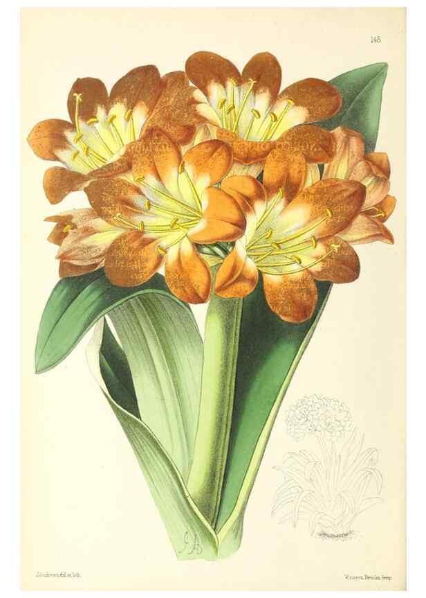 Reproducción/Reproduction 49797658102: The floral magazine;. London,L. Reeve & Co.. 