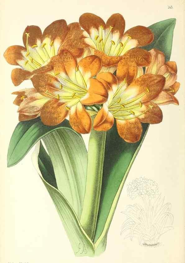 Reproducción/Reproduction 49797658102: The floral magazine;. London,L. Reeve & Co.. 