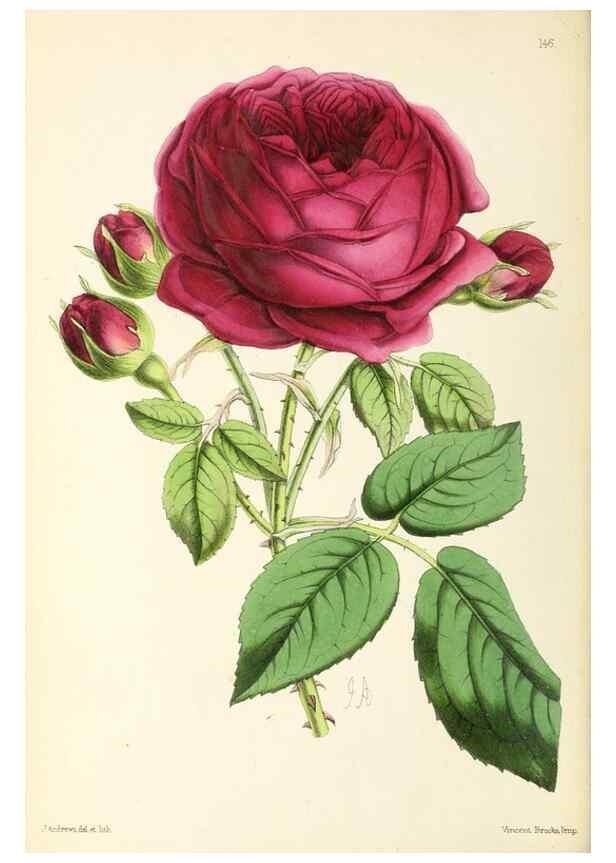 Reproducción/Reproduction 49796803578: The floral magazine;. London,L. Reeve & Co.. 