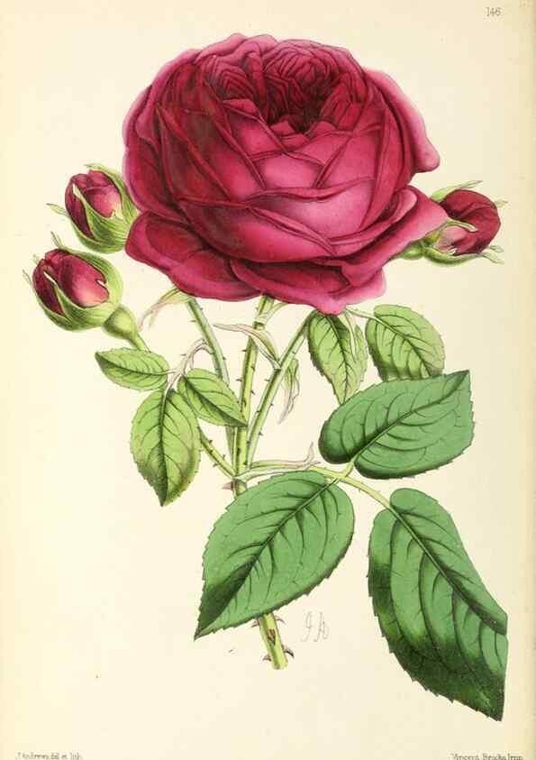 Reproducción/Reproduction 49796803578: The floral magazine;. London,L. Reeve & Co.. 