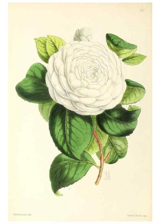 Reproducción/Reproduction 49796803943: The floral magazine;. London,L. Reeve & Co.. 