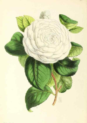 Reproducción/Reproduction 49796803943: The floral magazine;. London,L. Reeve & Co.. 