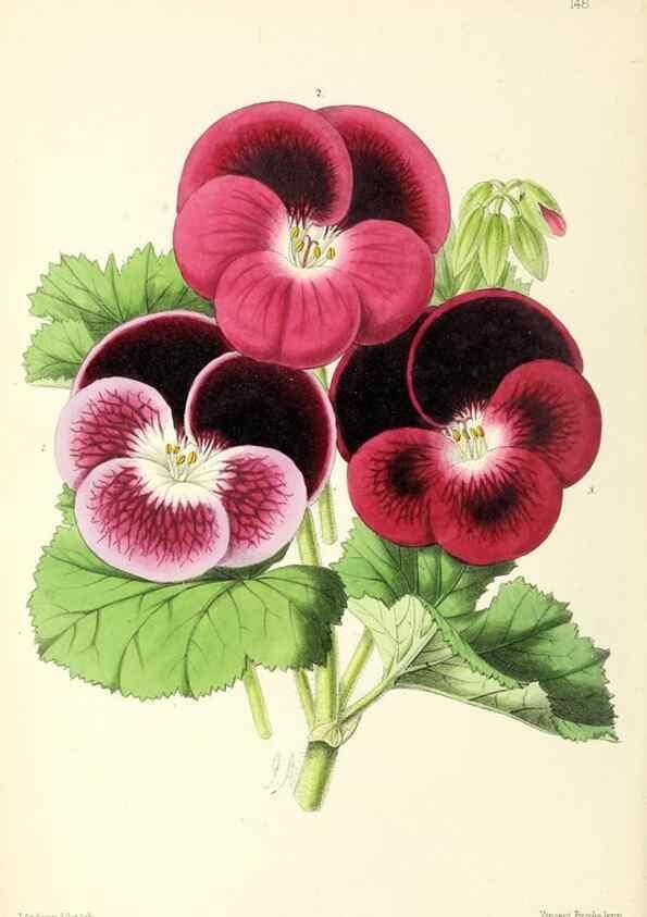 Reproducción/Reproduction 49797349491: The floral magazine;. London,L. Reeve & Co.. 