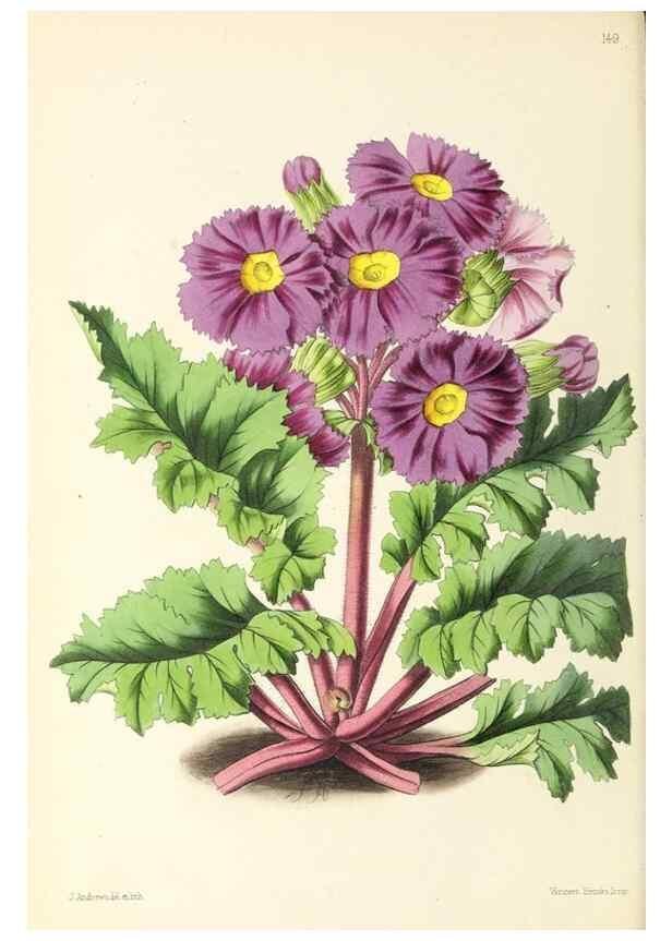Reproducción/Reproduction 49797349846: The floral magazine;. London,L. Reeve & Co.. 