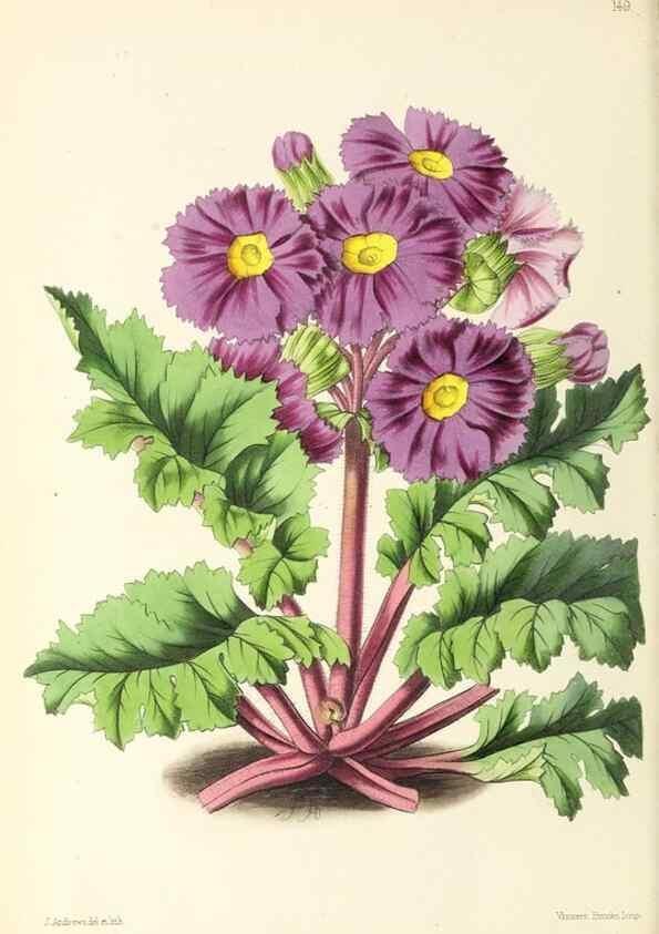 Reproducción/Reproduction 49797349846: The floral magazine;. London,L. Reeve & Co.. 