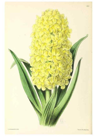 Reproducción/Reproduction 49796805353: The floral magazine;. London,L. Reeve & Co.. 