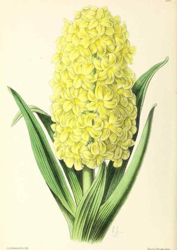 Reproducción/Reproduction 49796805353: The floral magazine;. London,L. Reeve & Co.. 