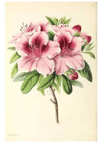Reproducción/Reproduction 49796805628: The floral magazine;. London,L. Reeve & Co.. 