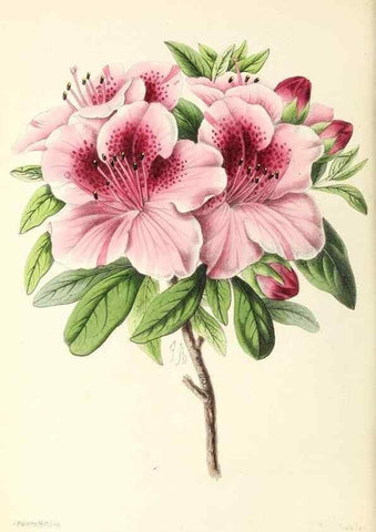 Reproducción/Reproduction 49796805628: The floral magazine;. London,L. Reeve & Co.. 