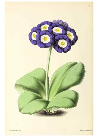 Reproducción/Reproduction 49797660697: The floral magazine;. London,L. Reeve & Co.. 