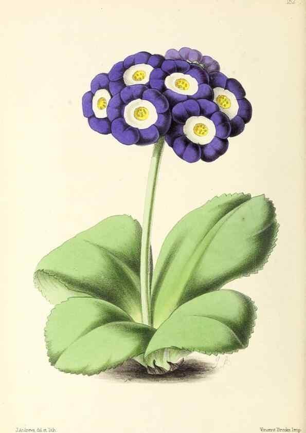 Reproducción/Reproduction 49797660697: The floral magazine;. London,L. Reeve & Co.. 