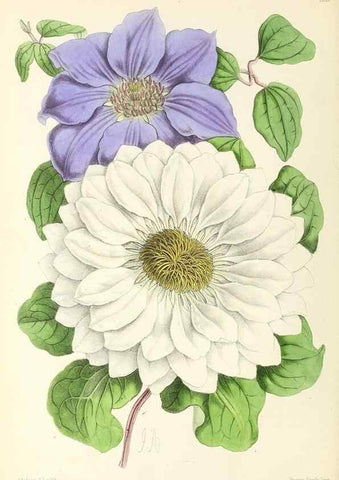Reproducción/Reproduction 49797351296: The floral magazine;. London,L. Reeve & Co.. 
