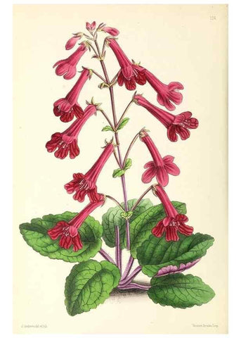 Reproducción/Reproduction 49796806483: The floral magazine;. London,L. Reeve & Co.. 