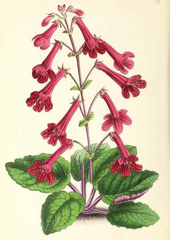 Reproducción/Reproduction 49796806483: The floral magazine;. London,L. Reeve & Co.. 