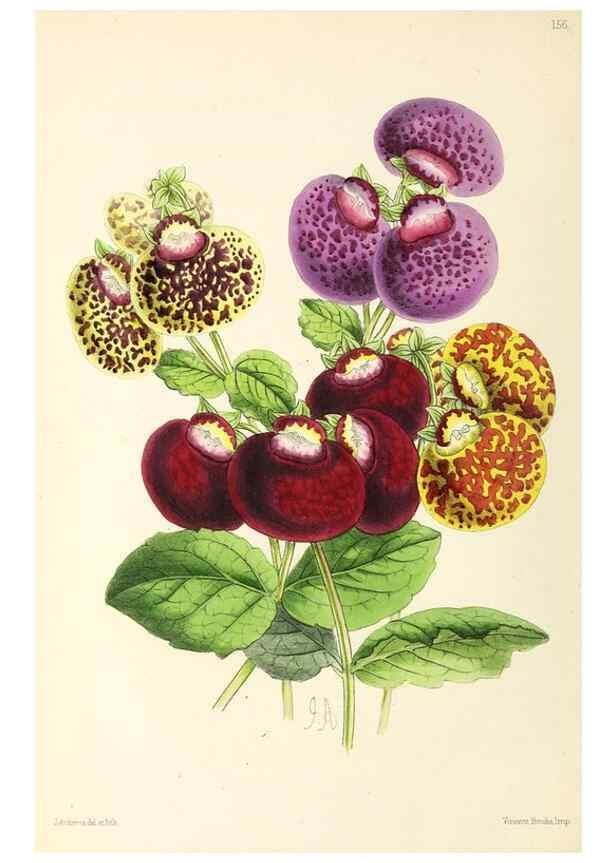 Reproducción/Reproduction 49797352421: The floral magazine;. London,L. Reeve & Co.. 