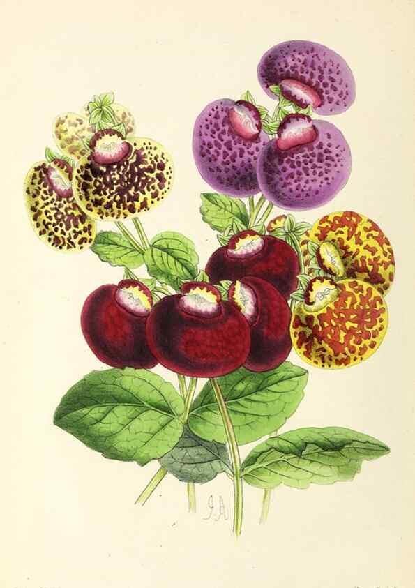 Reproducción/Reproduction 49797352421: The floral magazine;. London,L. Reeve & Co.. 