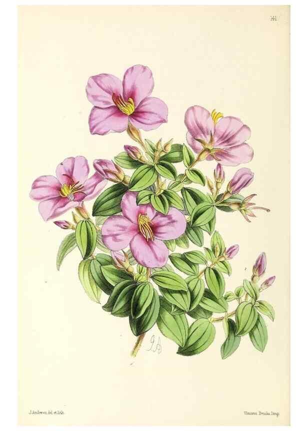 Reproducción/Reproduction 49796802418: The floral magazine;. London,L. Reeve & Co.. 
